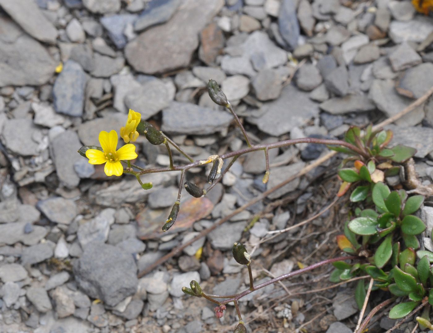 Image of Draba hispida specimen.