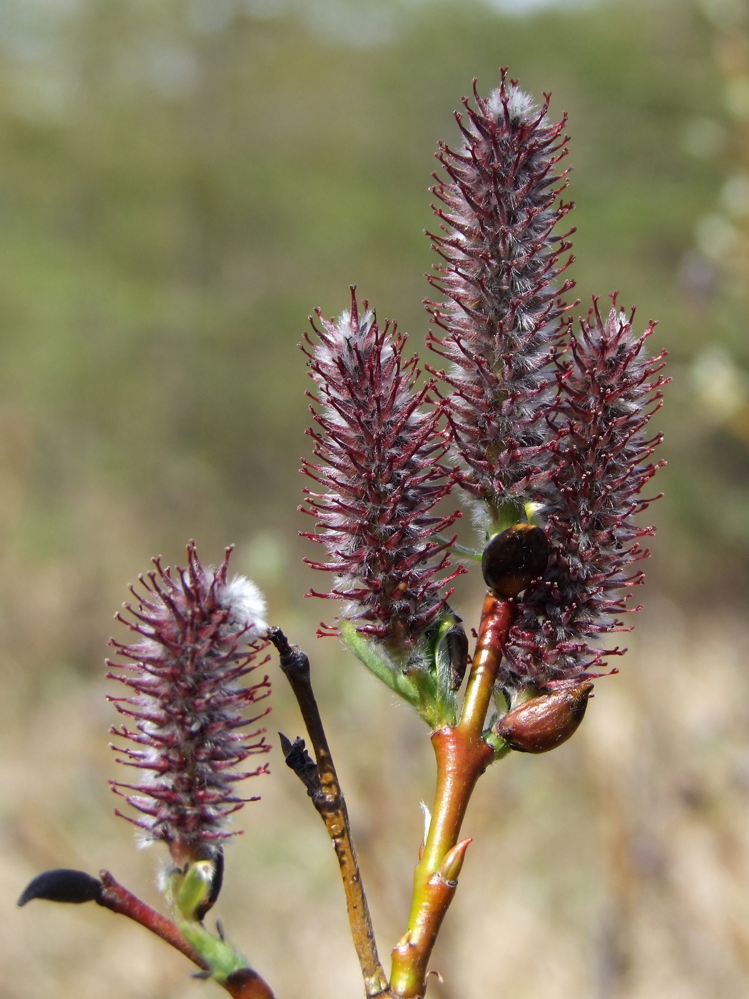 Изображение особи Salix saxatilis.