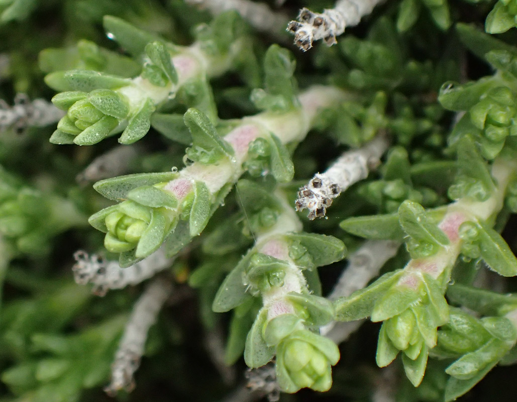 Image of Thymbra capitata specimen.