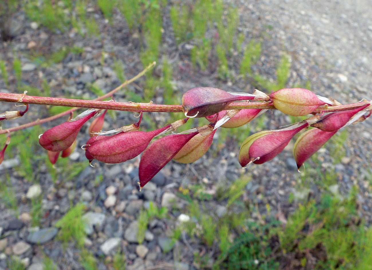 Изображение особи Astragalus tugarinovii.