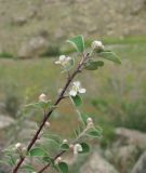 Cotoneaster nummularius