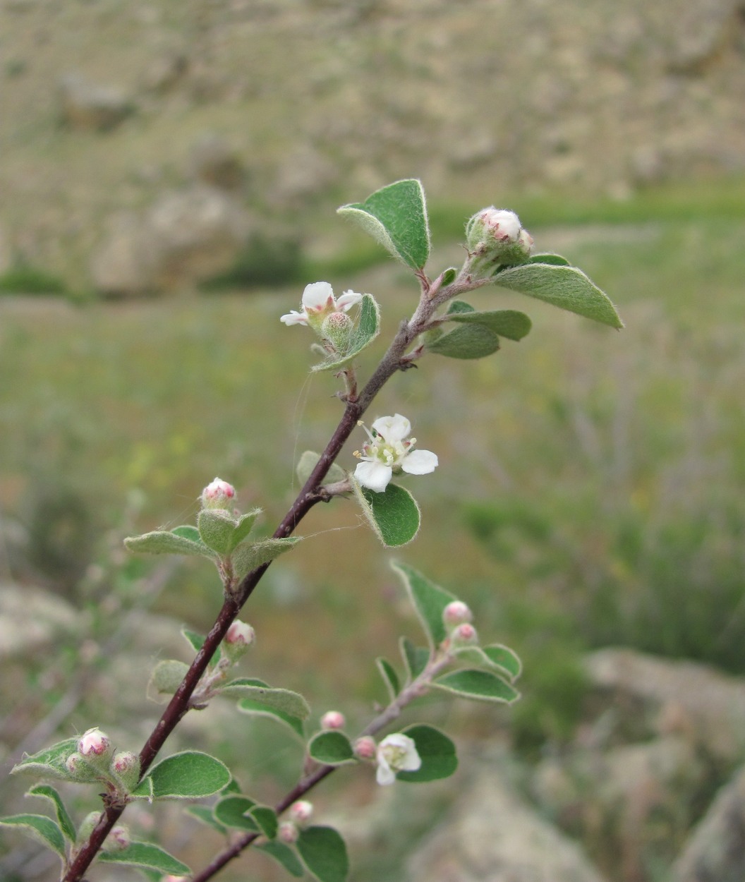 Изображение особи Cotoneaster nummularius.