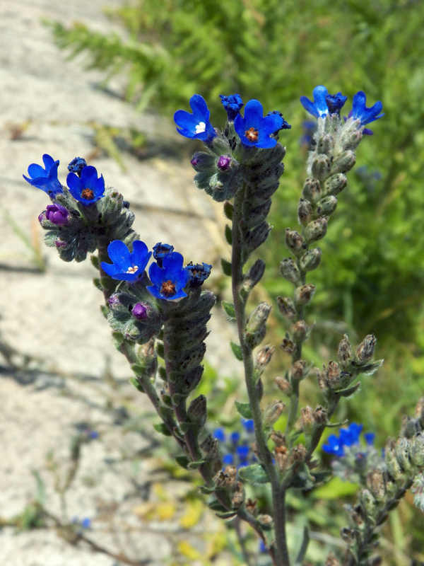 Изображение особи род Anchusa.