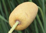 род Typha