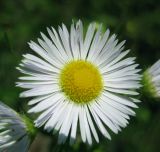 Erigeron annuus. Соцветие-корзинка. Украина, Киевская обл., Мироновский р-н, Региональный ландшафтный парк \"Трахтемиров\", залежь. 4 июня 2008 г.