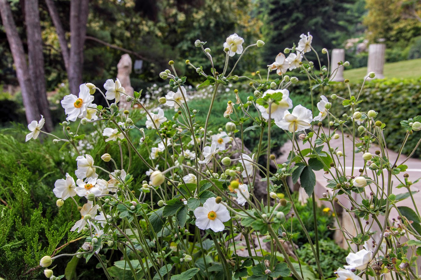 Изображение особи Anemone hupehensis.