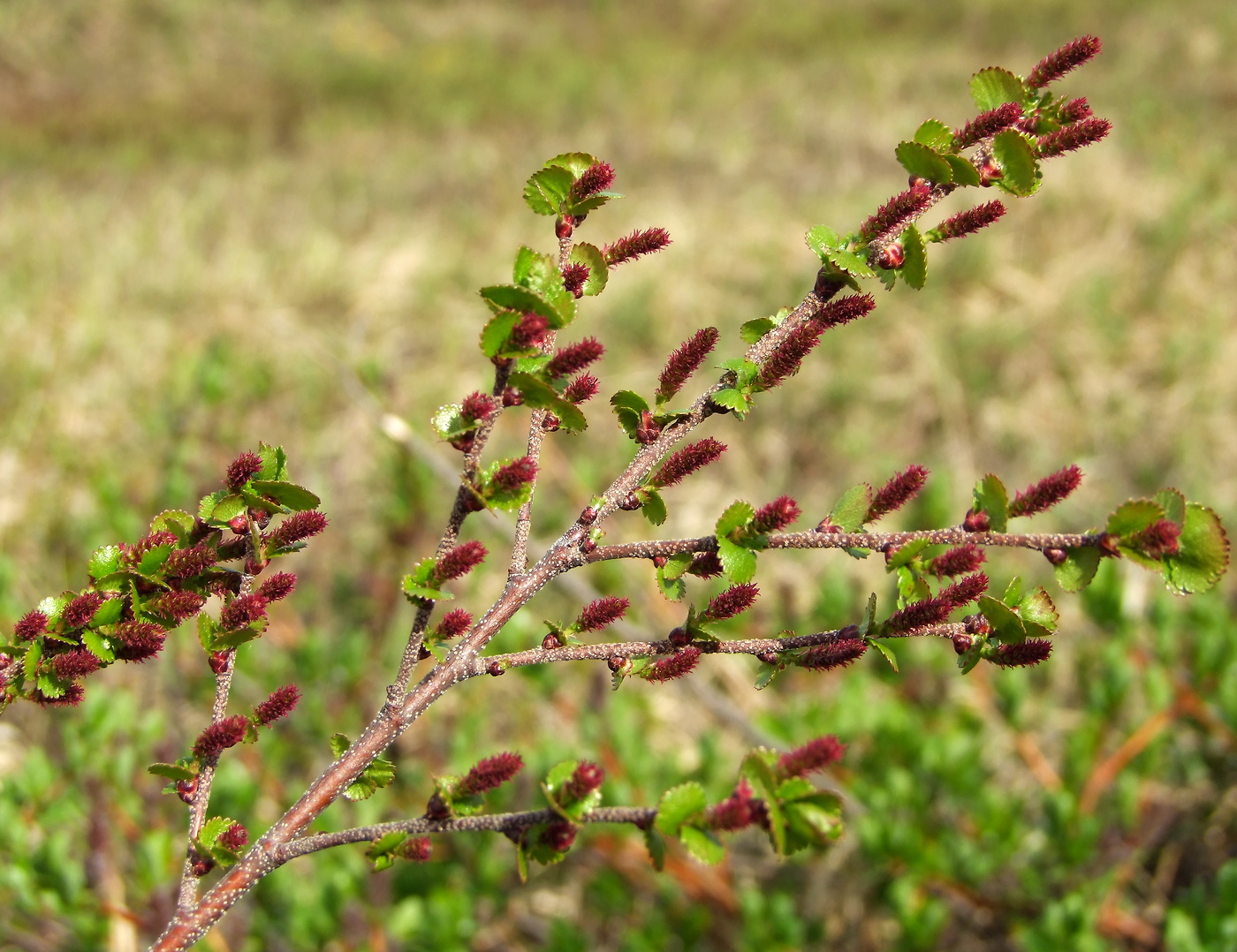 Image of Betula exilis specimen.