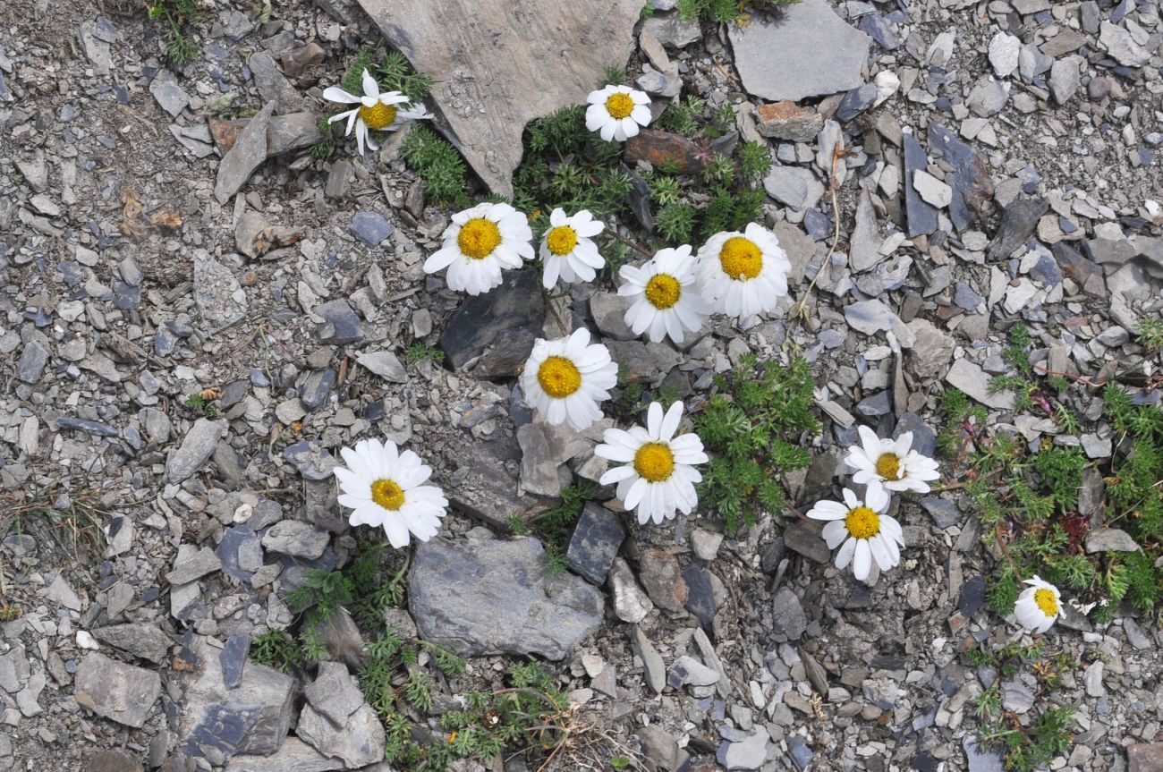 Image of Tripleurospermum caucasicum specimen.