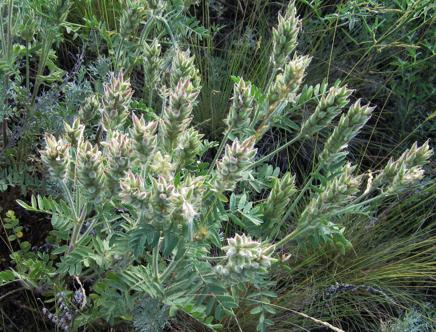 Изображение особи Oxytropis pilosa.