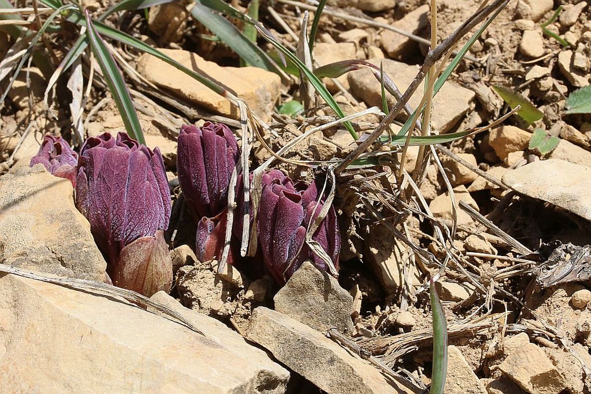 Изображение особи Paeonia wendelboi.