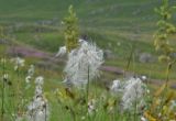 род Eriophorum