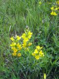 Thermopsis turkestanica
