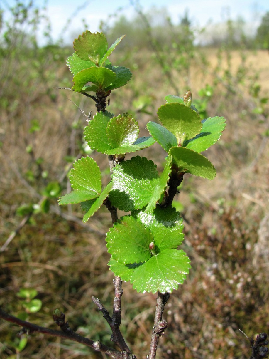 Image of Betula nana specimen.