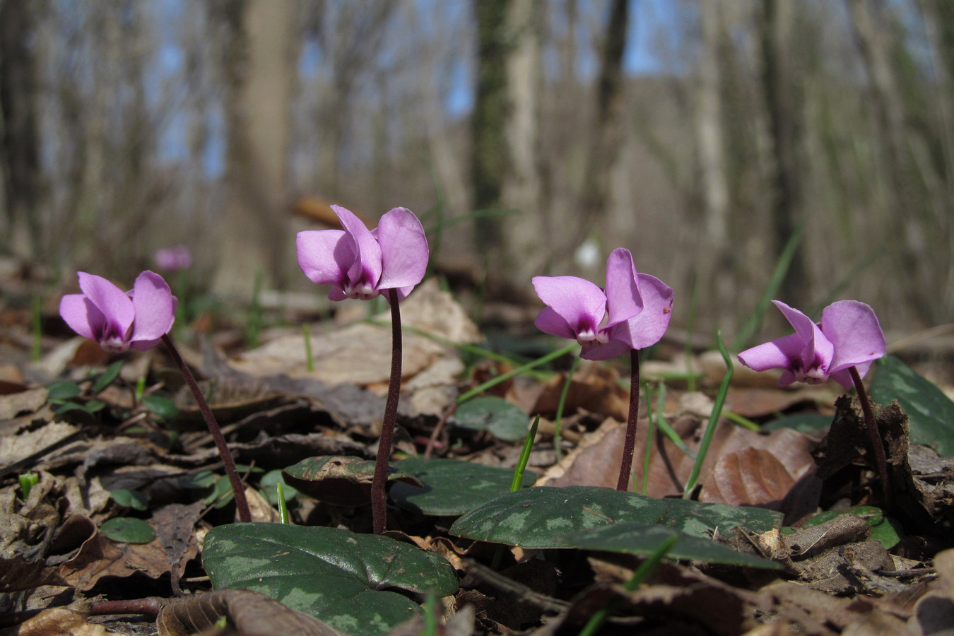 Image of Cyclamen coum specimen.