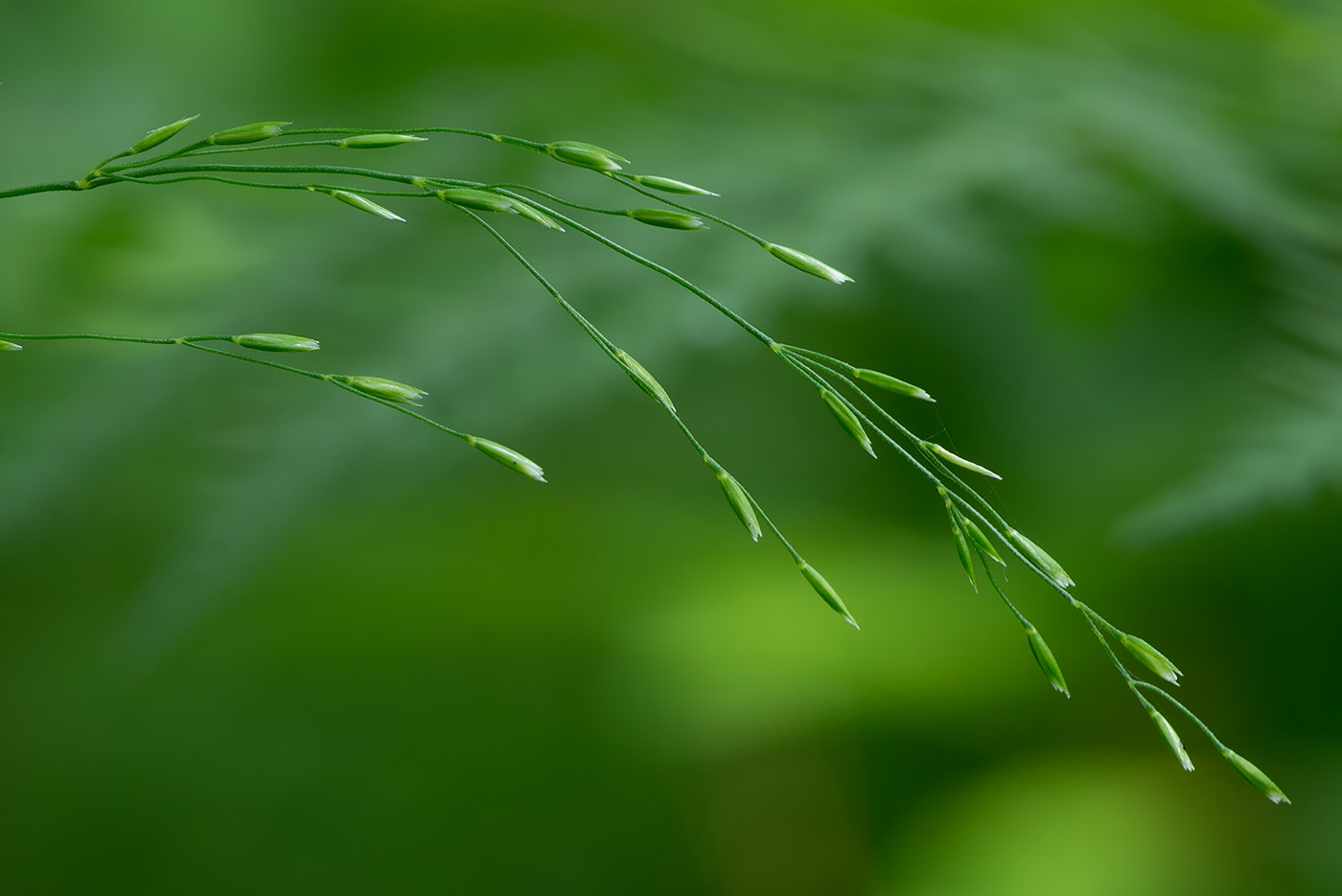 Изображение особи Poa palustris.