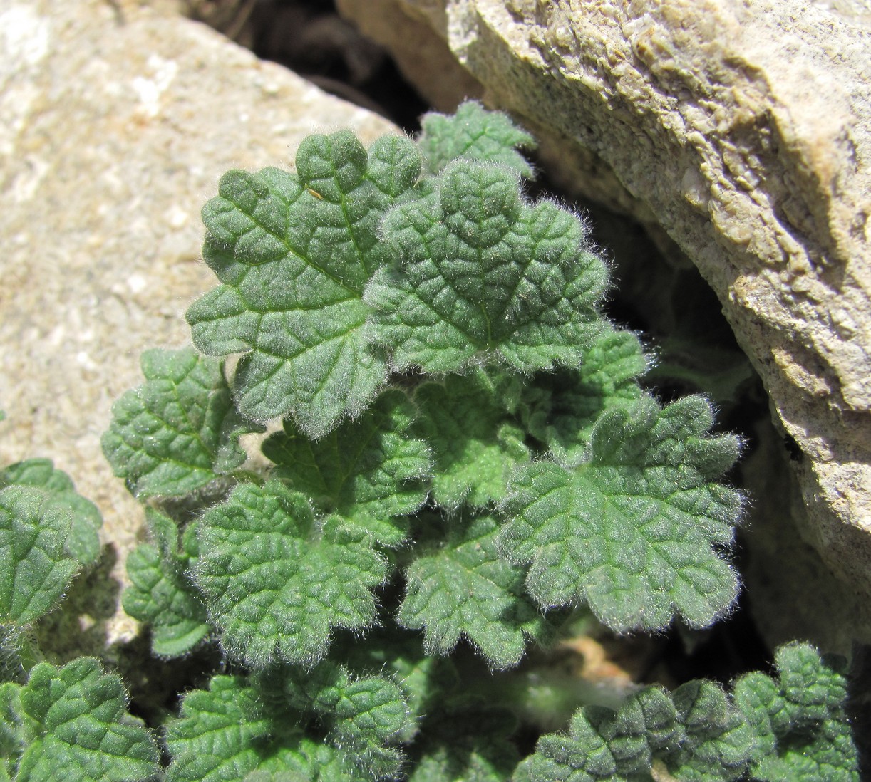 Изображение особи семейство Lamiaceae.