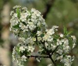 Cerasus vulgaris. Верхушка ветви с раскрывшимися цветками. Московская обл., Раменский р-н, окр. дер. Хрипань, садовый участок. 10.05.2019.