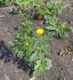 genus Ranunculus