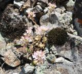 Rosularia sempervivum