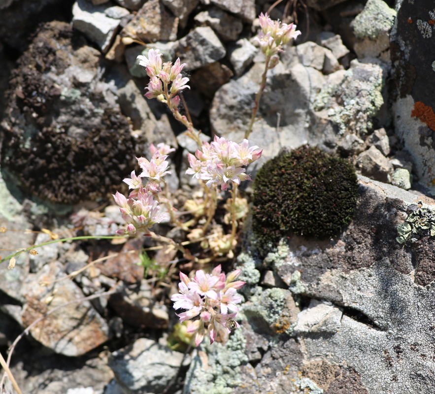 Изображение особи Rosularia sempervivum.