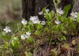 Oxalis acetosella