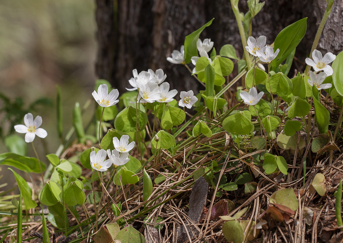 Изображение особи Oxalis acetosella.