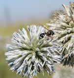 Echinops sphaerocephalus. Соцветие с кормящейся осой Eumenes sareptanus. Казахстан, Восточно-Казахстанская обл., Уланский р-н, окр. с. Украинка, луг. 27.07.2008.