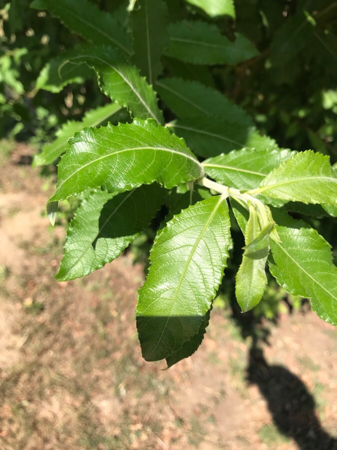 Image of genus Salix specimen.