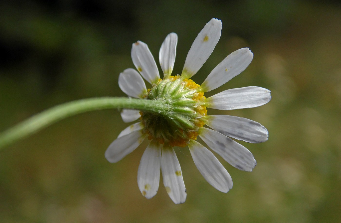 Image of Anthemis cotula specimen.