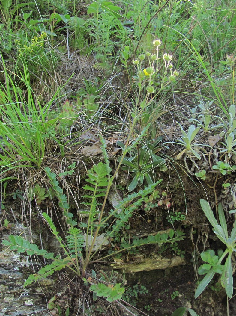 Изображение особи Potentilla pimpinelloides.