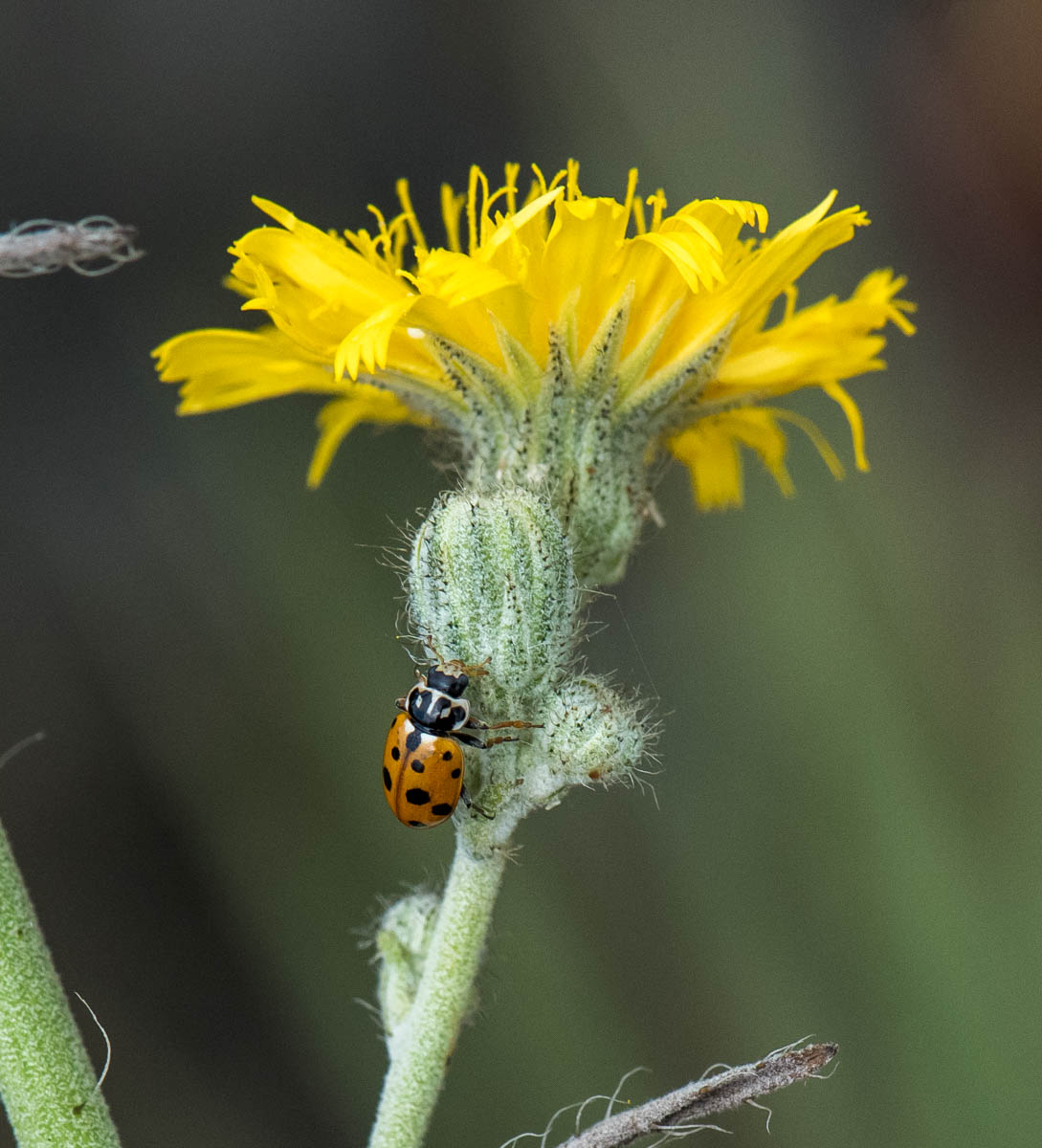 Image of Pilosella echioides specimen.