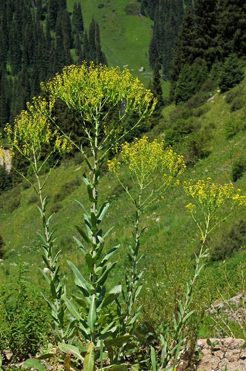 Image of genus Isatis specimen.