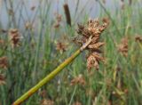 Schoenoplectus lacustris. Верхушка побега со зрелым соплодием. Марий Эл, г. Йошкар-Ола, берег р. Малая Кокшага. 26.07.2019.