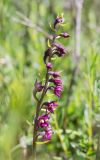 Epipactis atrorubens