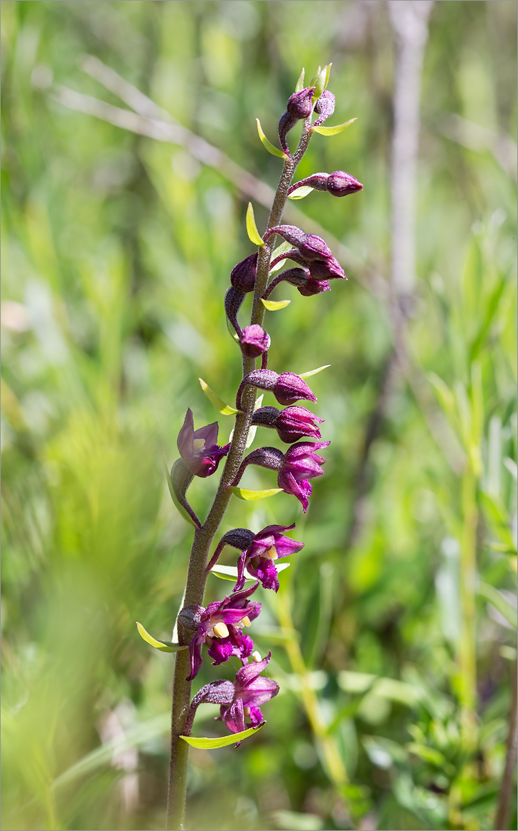 Изображение особи Epipactis atrorubens.