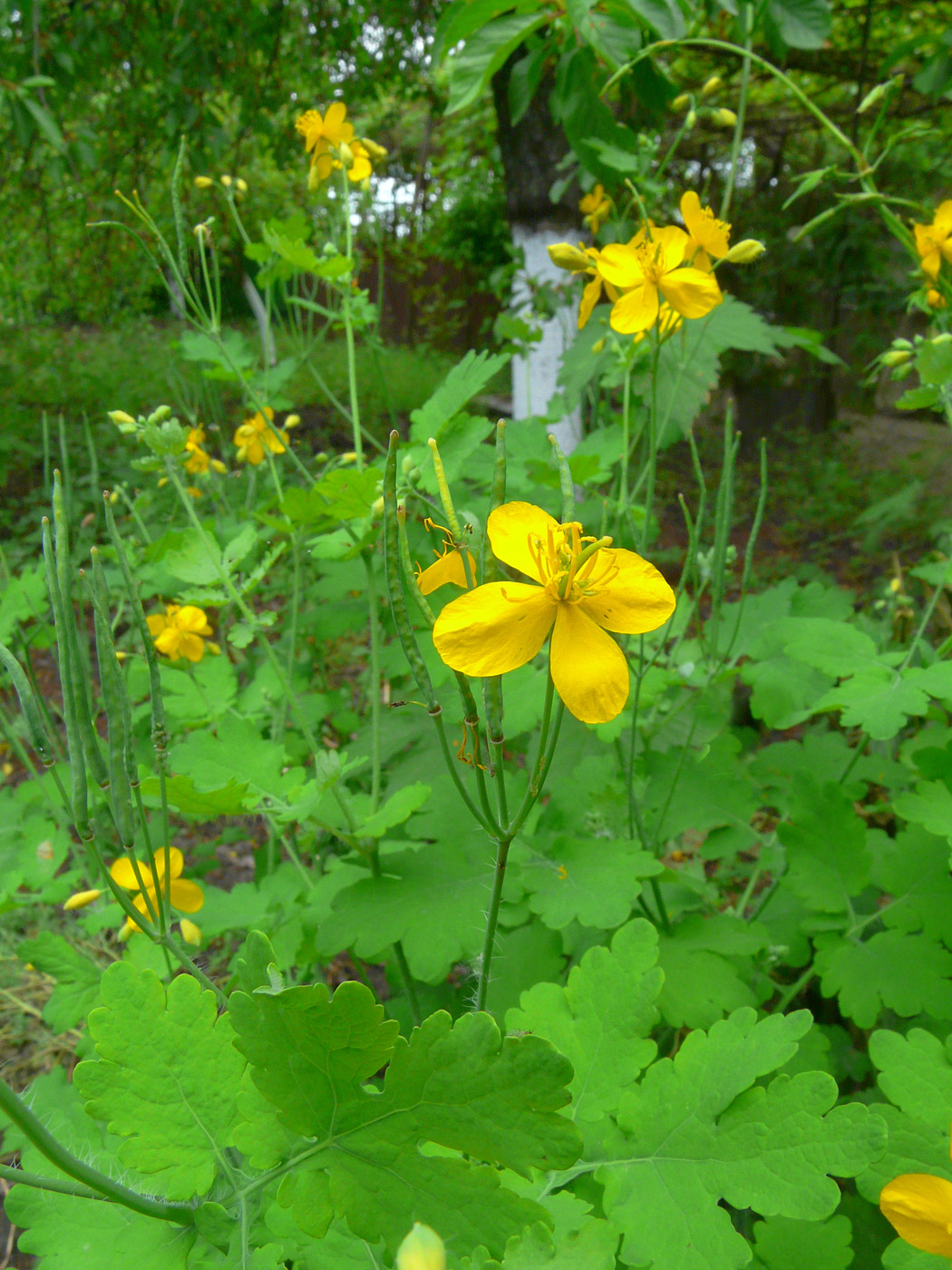 Изображение особи Chelidonium majus.