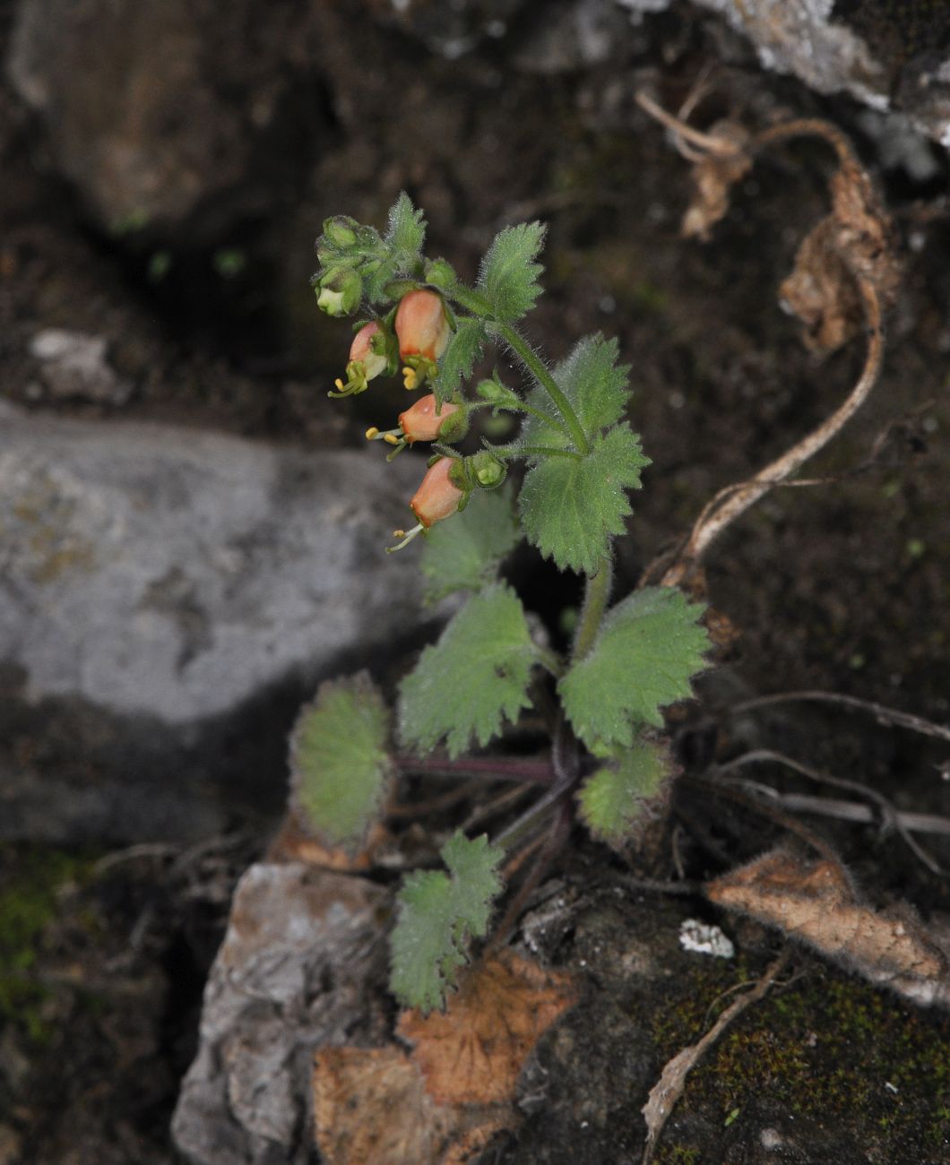 Image of Scrophularia kotschyana specimen.