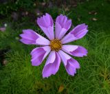 Cosmos bipinnatus. Соцветие (сорт \"Ракушка\"). Московская обл., Раменский р-н, окр. дер. Хрипань, садовый участок. 17.09.2019.
