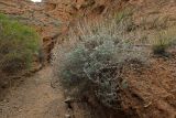 Artemisia rutifolia. Вегетирующее растение с прошлогодними генеративными побегами. Кыргызстан, Чуйская обл., каньоны Конорчек, берег сухого ручья в глинисто-песчаных холмах, сообщество полупустынной растительности. 3 мая 2019 г.