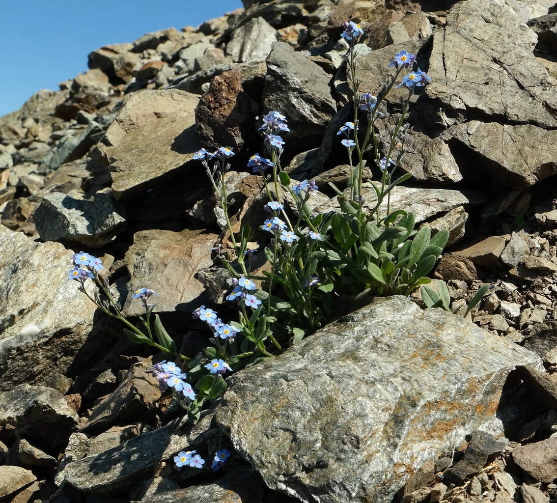 Image of Myosotis alpestris specimen.