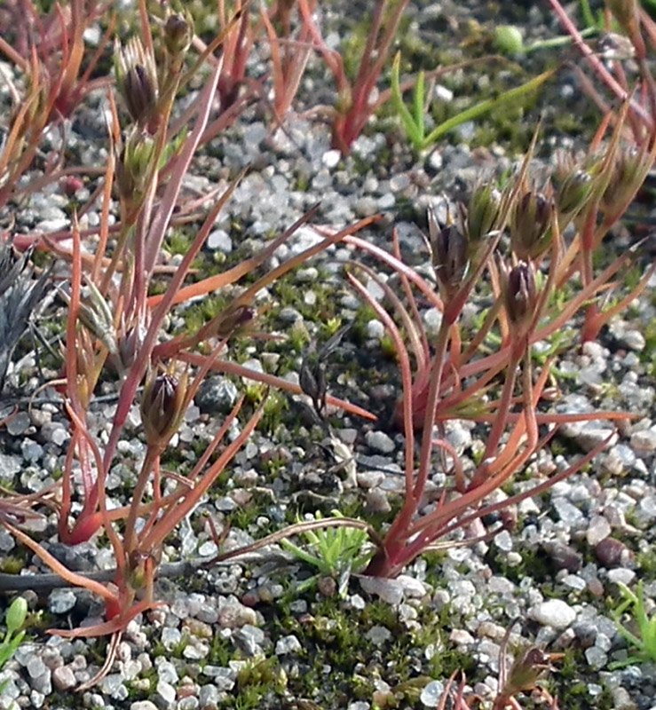 Изображение особи Juncus ambiguus.