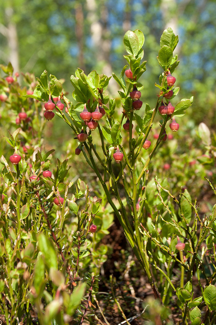 Image of Vaccinium myrtillus specimen.