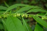 Carpesium abrotanoides