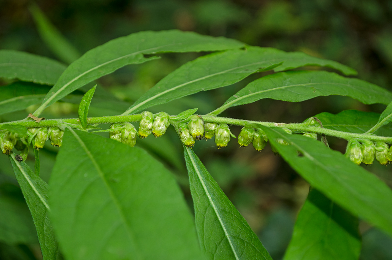 Изображение особи Carpesium abrotanoides.