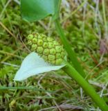 Calla palustris