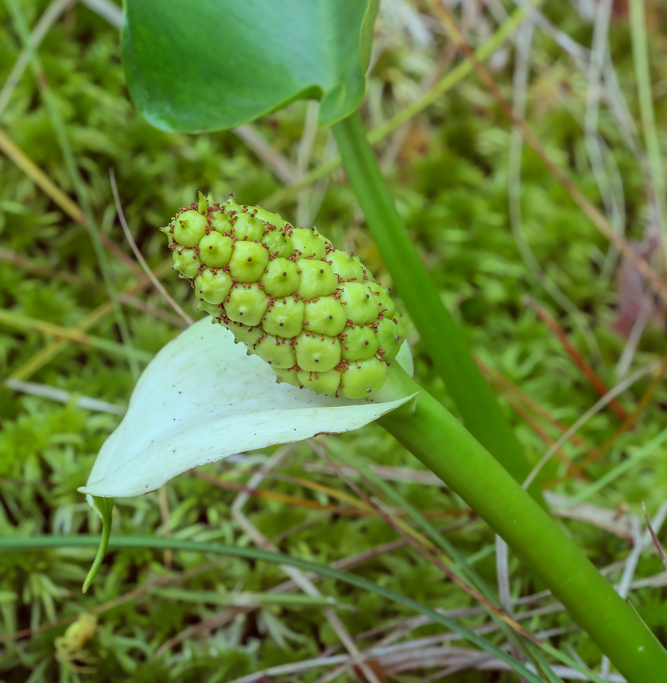 Изображение особи Calla palustris.