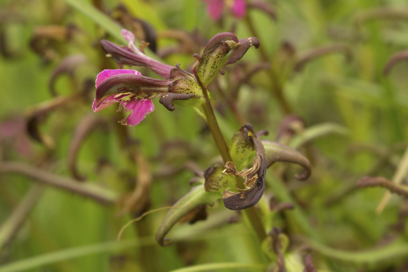 Image of Pedicularis adunca specimen.