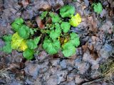 Geum macrophyllum