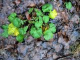 Geum macrophyllum. Прикорневые листья. Санкт-Петербург, Выборгский р-н, парк «Сосновка», на опушке. 14.12.2019.