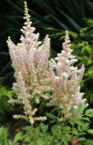 род Astilbe